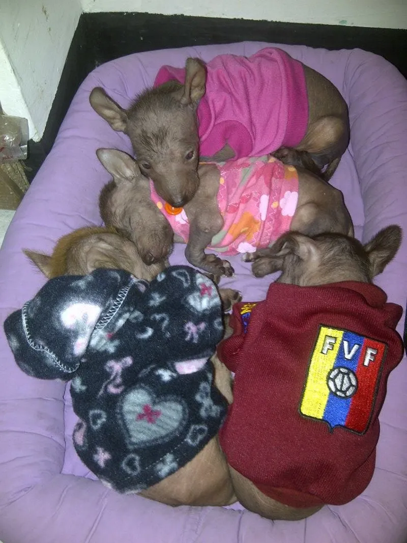 Cachorros rescatados con suéteres, durmiendo juntos